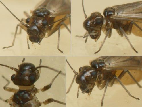 Réf. 221 359 : Elipsocus pumilis